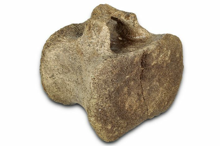 Hadrosaur (Edmontosaurus) Caudal Vertebra - Wyoming #349463